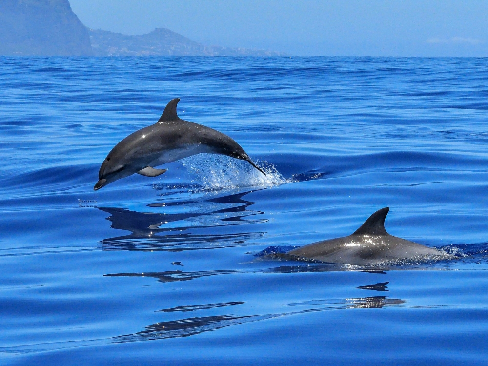 inselzeitreisen la gomera springende Delfine